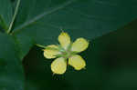 Fringed loosestrife